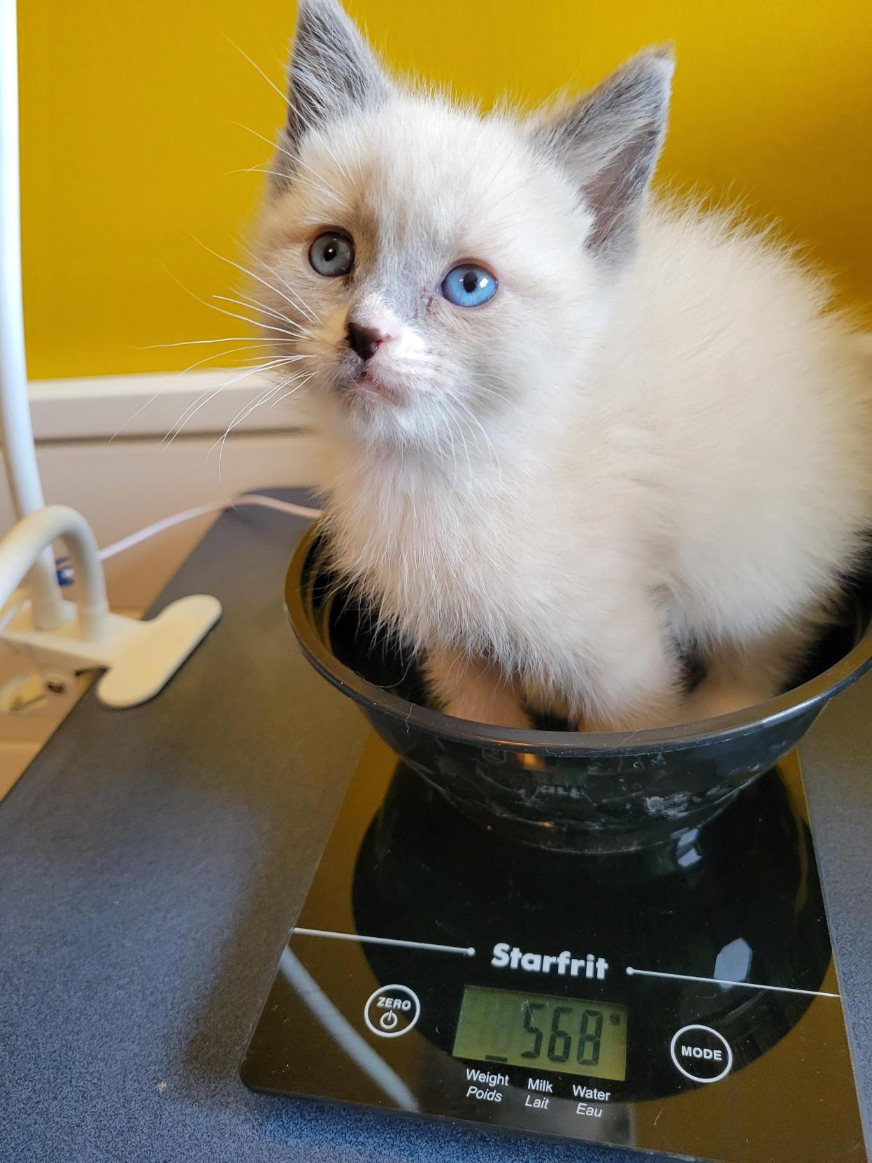 Kitten being weighed in care