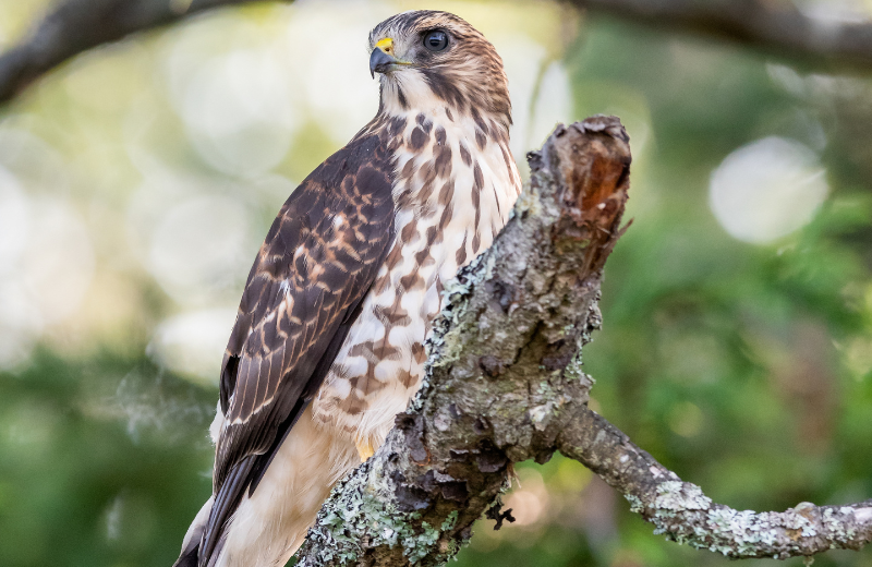 Main story 2 - Sharp shinned hawk gets second chance.png