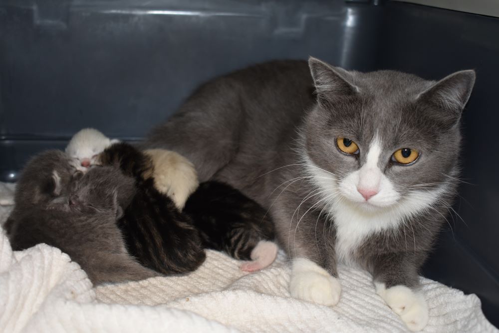 Mumma cat with her kitten litter