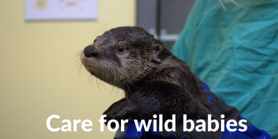 SHOP - Care for babies_otter.png