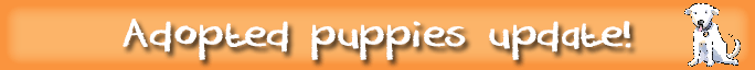 e-kids_adopted-banner_orange.png