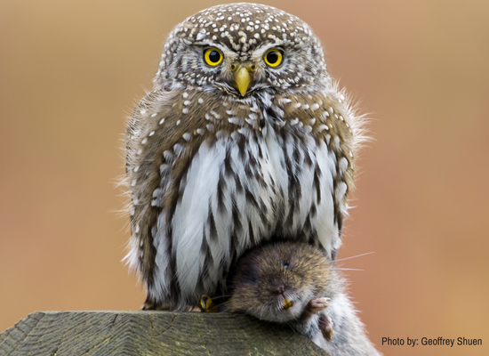 northern-pygmy-owl-holding-rodent-credit-Geoffrey-Shuen-550x