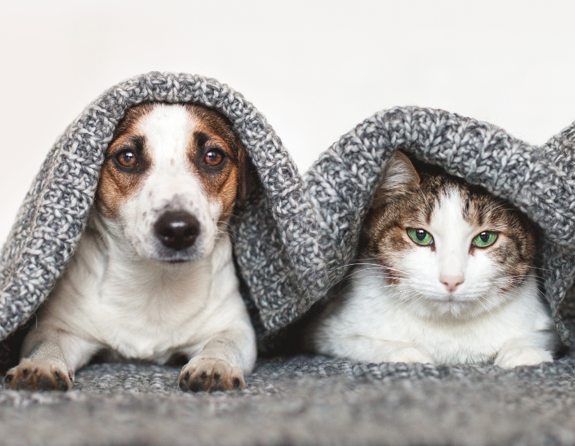 dog and cat under a blanket