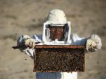 Cliquer ici pour obtenir plus d'informations sur Ruche d'abeilles