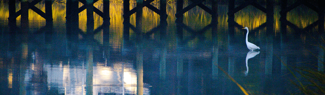 A white egret wades through a wetland in front of a wooden dock.