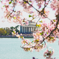 Japanese Cherry Blossoms bloom along Washington D.C.'s Tidal Basin.'