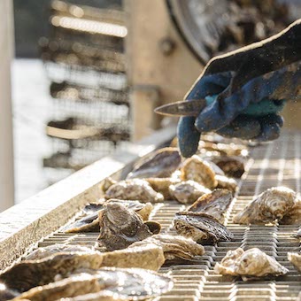 An oyster farmer sorts oysters by hand.