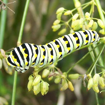A monarch caterpillar crawls on a plant's stem.