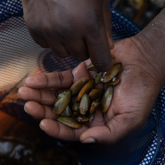 A hand holds a dozen mussels.