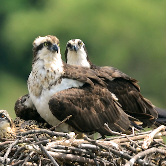 A female and male osprey sit on a nest of sticks.