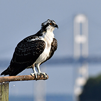 An osprey sits on a nest with the Chesapeake Bay Bridge in the background.