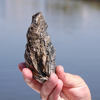 A hand holds a five-inch oyster.