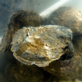 Oysters sit in a tank of water.