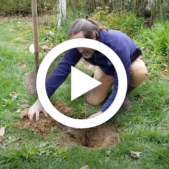 Screenshot of 'How to Plant a Bare Root Tree' video.