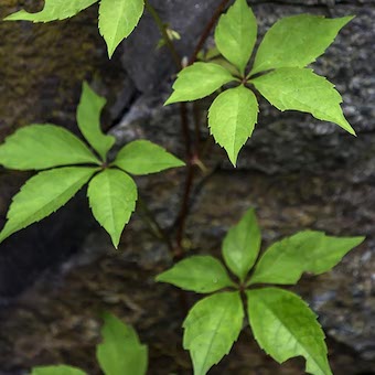 Ivy grows across a rock.