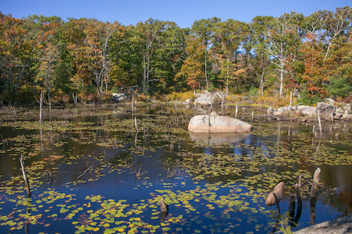 beaver pond in fall, Great Ledge/Bray Street 