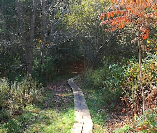 boardwalk through fall foliage on wooded trail