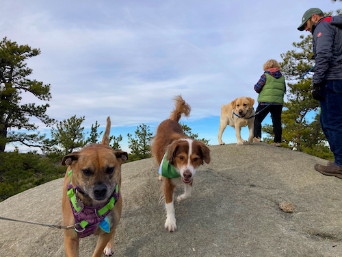 Dogs and walkers atop stone boulder, Tompson Street 