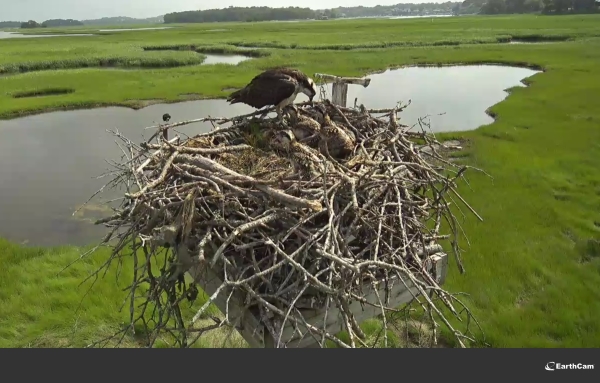 Gloucester Osprey nest on EarthCam 6.29.23