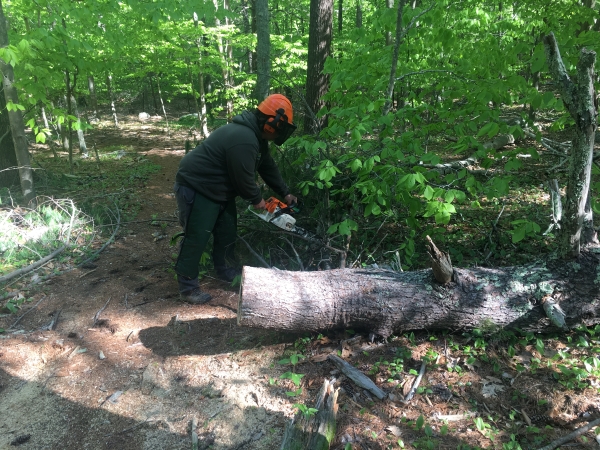 Stewardship staff clearing a fallen tree