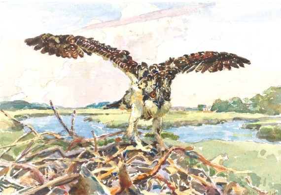 Osprey in watercolor by Susie Field