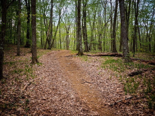 Trail at Sawmill Brook, West Newbury, Neil Ungerleider - 600