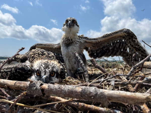 Two Osprey Chicks in Nest, Summer 2022