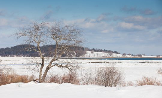 Salt marsh at Greenbelt in winter, credit Adrian Scholes