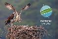 Earth Day Osprey
