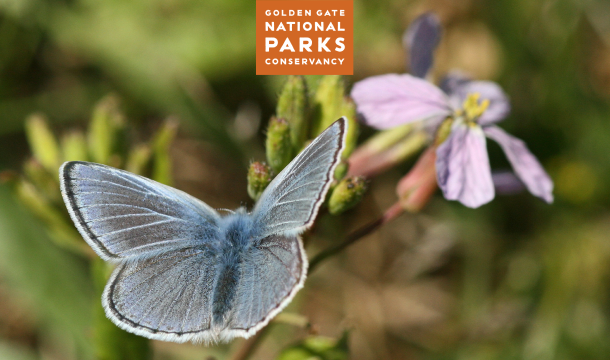 A butterfly sits on a plant near a flower