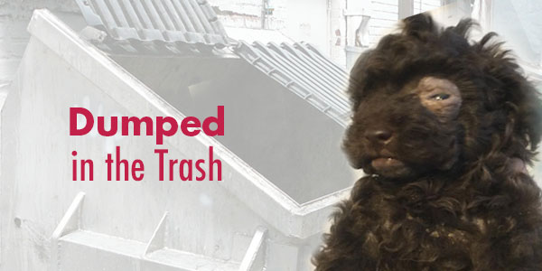 Poodle and puppies found in dumpster