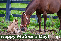 Mothers Day eCard - 05 - Horse