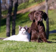 dog and cat