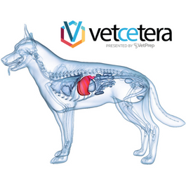 2023 liver webinar graphic VetCetera