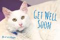 5 - Get Well Soon (cat)