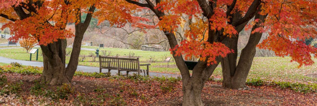 Trees with orange leaves beside a wooden bench