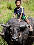 Click here for more information about Share of Water Buffalo