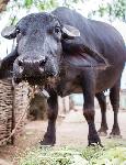Click here for more information about Water Buffalo