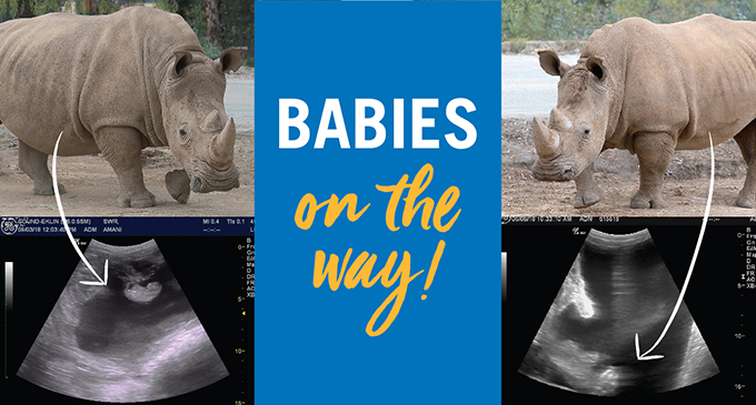 Rhino Babies on the Way