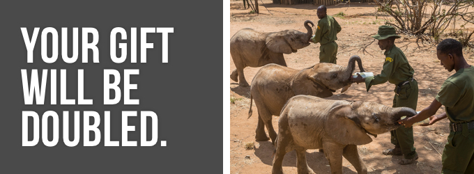 Your gift saves elephants.