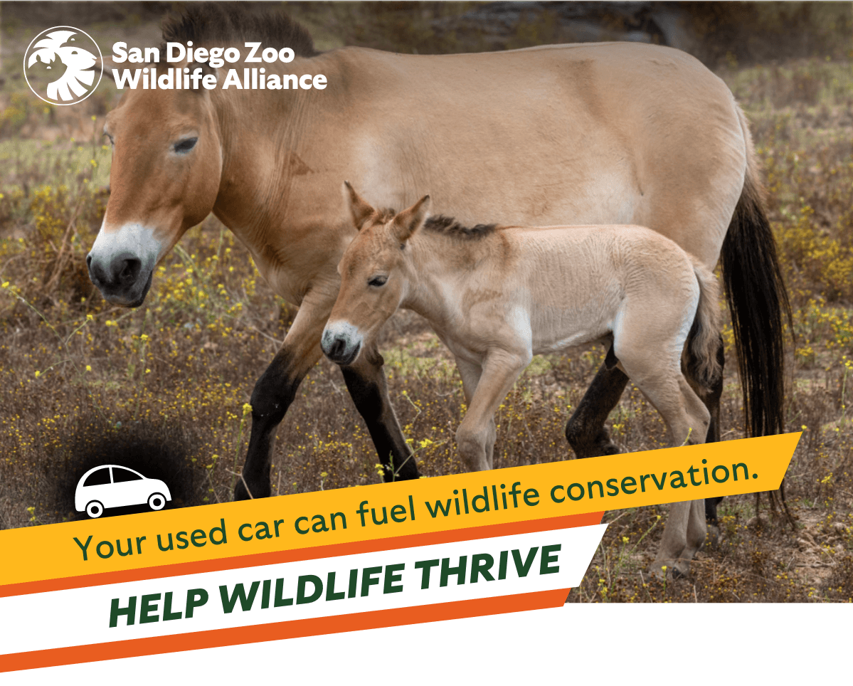 Your used car can fuel wildlife conservation. HELP WILDLIFE THRIVE