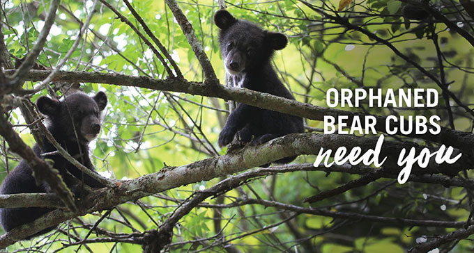 Your gift saves bears around the world.