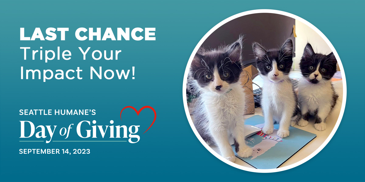 LAST CHANCE Triple Your Impact Now! SEATTLE HUMANE'S Day of Giving SEPTEMBER 14, 2023