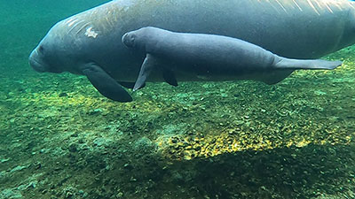 Manatee Annie at Blue Spring State Park with her new calf.