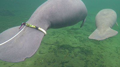 Two manatees swimming away from the webcam, one with a tracking belt used to help researchers monitor how manatees readjust to the wild after release.