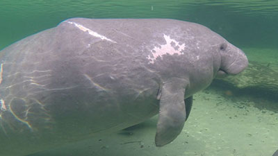 An underwater profile image of Lily the manatee