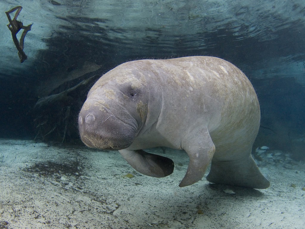 A manatee swimming in clear water.