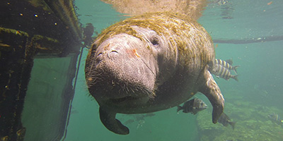 A photo of Ariel the manatee inspecting a camera near the Fish Bowl underwater observatory window at Homosassa Springs Wildlife State Park