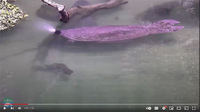 A still image of a YouTube video with a close-up of a manatee face.