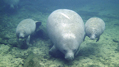 Manatee Phyllis swims with her twin calves, who were later named Bertram and Bartram.